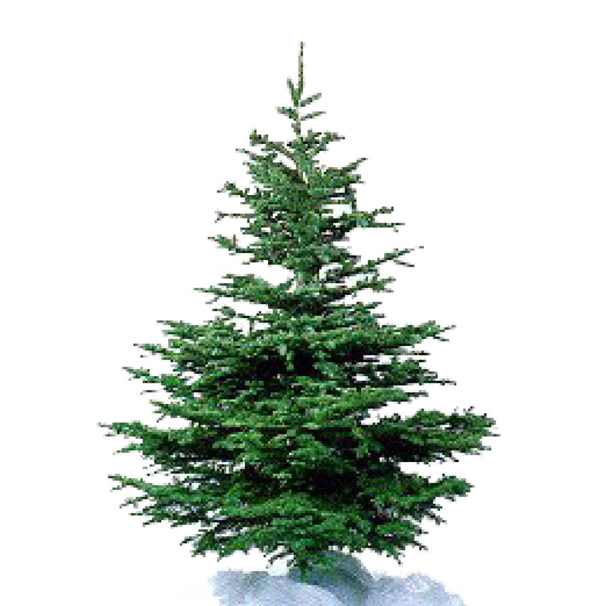 Brandvertragende Kerstbomen RH Brandbeveiliging