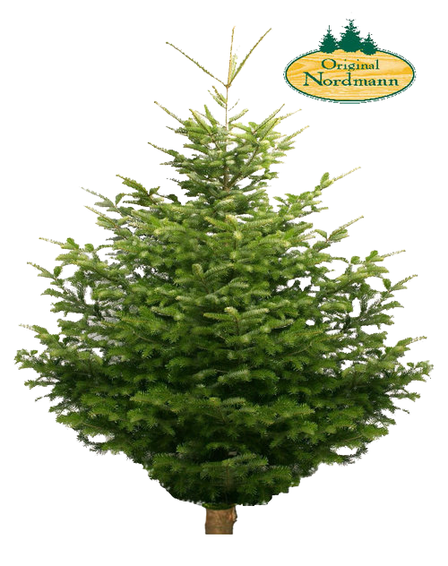 Nordmann-spar: kampioen onder de kerstbomen - GroenRijk Tuk